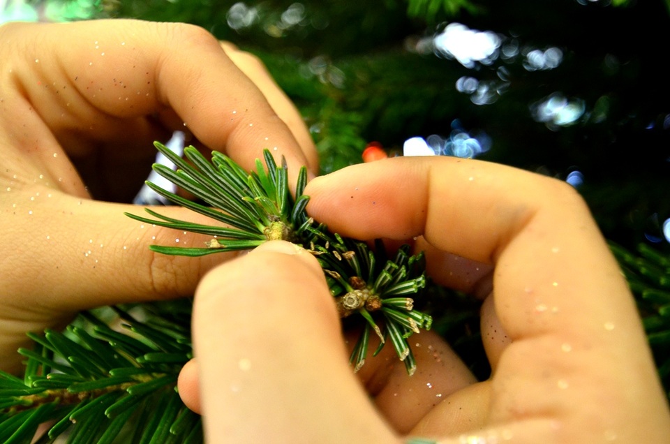 Độc đáo cây thông Noel thật được nhập về từ Mỹ - 7 Sau khi cắt tỉa tạo dáng, phần lõi bên trong thân nhánh lộ ra khiến khách hàng khá tò mò.