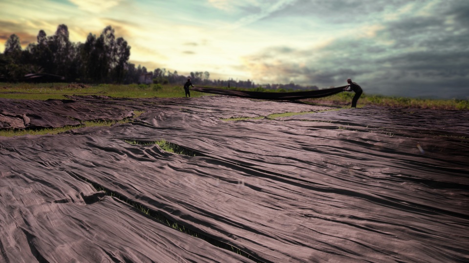 Công Trí kể câu chuyện “huyền thoại” về loại vải thượng hạng của Việt Nam - 4 Lãnh Mỹ A được phơi trên bãi cỏ mềm, vào lúc sắp bình minh.