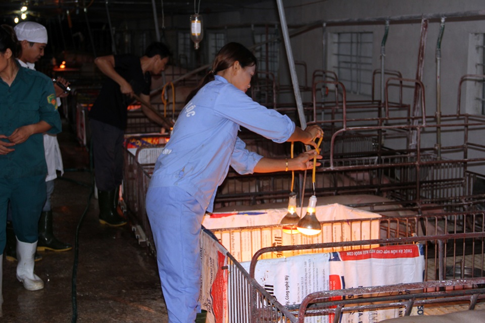Từ tay trắng sở hữu trang trại cho thu nhập tiền tỷ - 2 Từ tay trắng sở hữu trang trại cho thu nhập tiền tỷ - 2