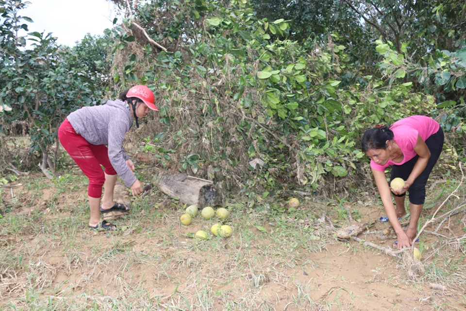 Những cây chưa bị lũ cuốn đi thì quả chưa thu hoạch cũng hỏng hết.