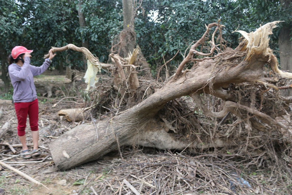
Chị Lê Thị Hoa cho biết gốc bưởi này đã gần 20 năm. Thế nhưng nó không thể chống chịu được dòng nước quá lớn.
