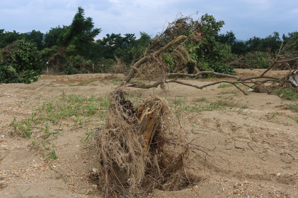 Có những vườn bưởi bị lũ cuốn trôi, người dân phải mất ba, bốn năm mới có thể trồng lại được. Hiện tại xã Hương Trạch chỉ biết kiểm đếm số diện tích bưởi thiệt hại và động viên bà con bám vườn chăm sóc những cây còn sót lại, cây nào còn có thể trồng lại được thì dùng tre nứa chống đỡ lên và dần sẽ tìm biện pháp khắc phục.