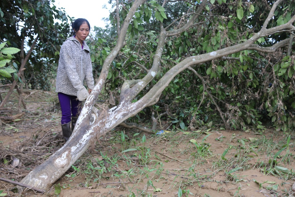Những cây bưởi bị lũ cuốn gãy không còn giá trị, ngay cả làm củi cũng không thể.