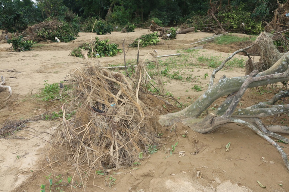 Cùng chung cảnh ngộ với 2 gia đình trên là hàng ngàn hộ trồng bưởi, trên địa bàn huyện Hương Khê đang trắng tay bởi cơn lũ dữ vừa qua. Được biết cây bưởi không chỉ cho thu nhập về quả, mà có có nguồn thu lớn từ việc chiết cành, thế nhưng lũ dữ đã làm gãy đổ hoàn toàn cây lớn, nguồn thu này cũng không thể có trong ít năm tới.