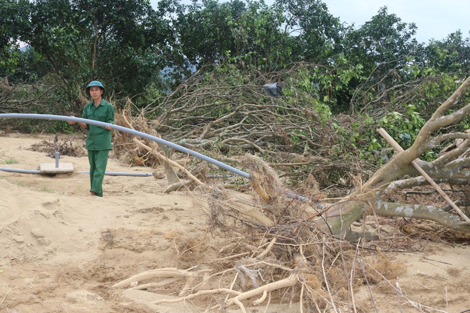 Tương tự gia đình anh Hùng, gia đình ông Nguyễn Sỹ Hoàn (SN 1959) trú thôn Phú Lễ cũng có gần 50 cây bưởi Phúc Trạch dự kiến sẽ đem về cho gia đình ông gần 100 triệu đồng khi thu hoạch. Lũ đi qua khiến vườn bưởi của ông Hoàn thành một bãi đất bùn và những gốc bưởi bật gốc nằm ngổn ngang.