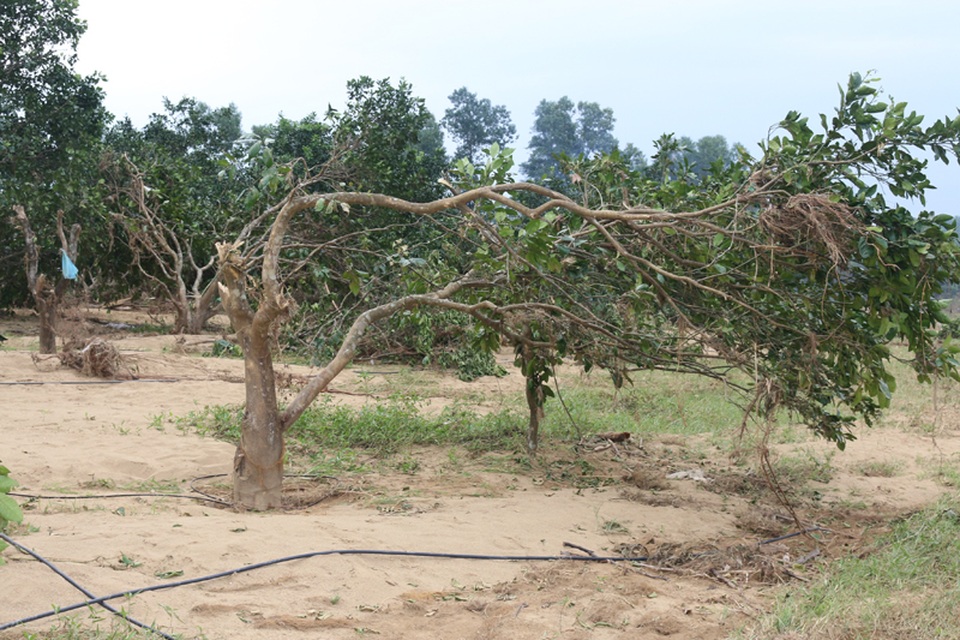 Những cây chưa bị lũ cuốn bật gốc cũng xơ xác thân cành, khó phát triển được.