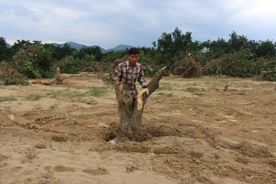 
Phải mất gần chục năm nữa người dân mới có thể khôi phục lại vườn bưởi như cũ.
