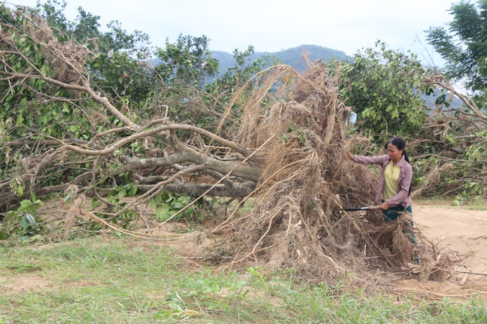 Chị Phan Thị Huyền vừa cầm rựa chặt dọn những cây bưởi bật gốc vừa rơi nước mắt. Chị cho biết những cây mùa vừa rồi rất sai quả, gia đình chị đã trồng và chăm sóc 10 năm nay. Nhưng giờ đành phải chặt bỏ chứ không còn cách cứu vãn.