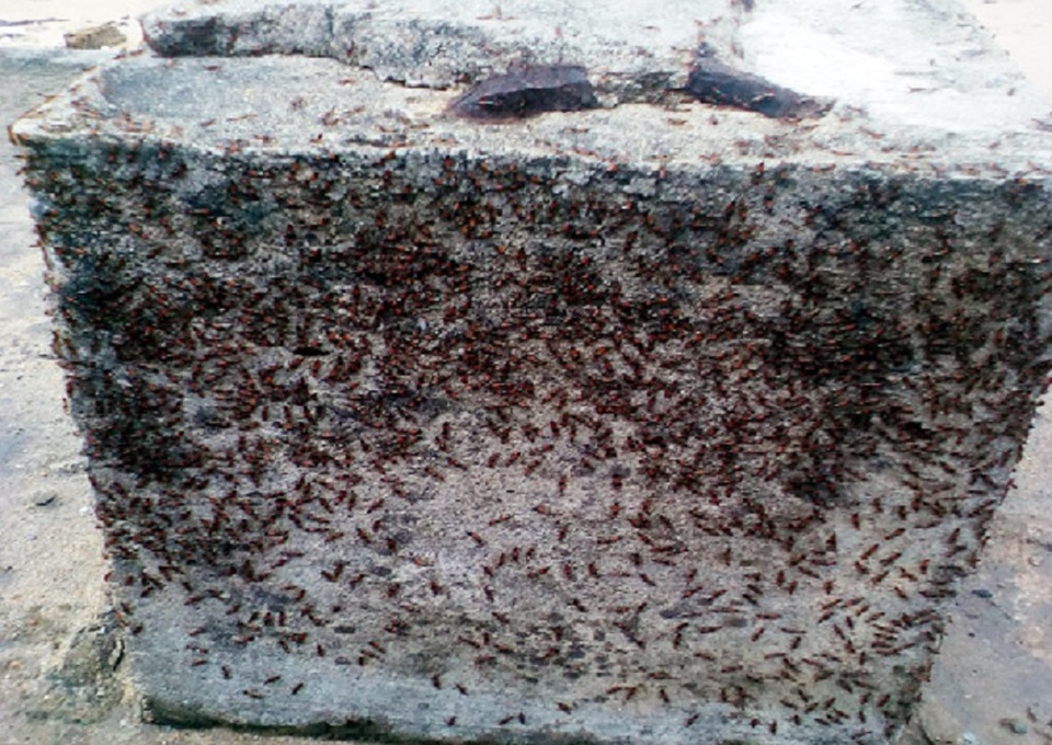 Kiến ba khoang phát triển mạnh ở bãi biển Thiên Cầm