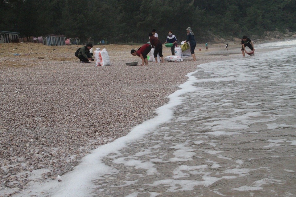 Từ sáng sớm, hàng chục người dân xã Thạch Hải đã ra bãi biển để vớt lộc trời.