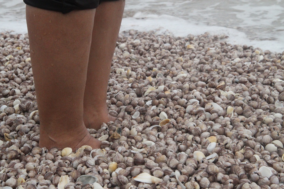 
Theo quan sát của phóng viên, lượng sò dạt vào bờ biển rất lớn, chất lớp dày khoảng 6cm, trắng cả một vùng biển
