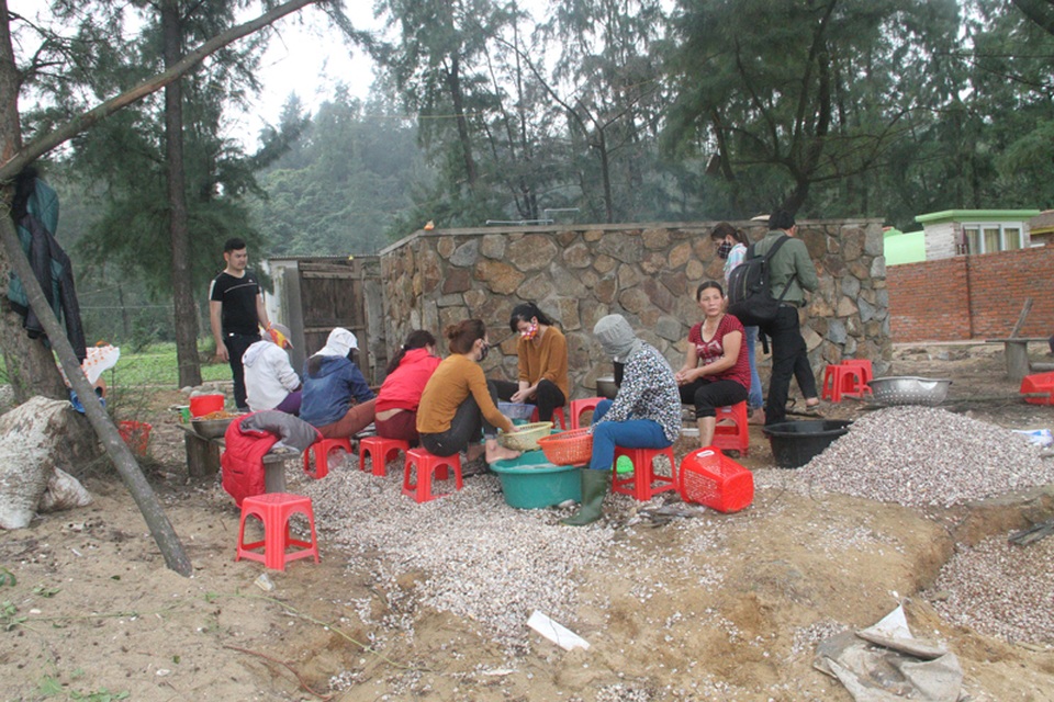 Để tránh cho sò bị chết, khó chế biến, nhiều người dân đã tập trung để chế biến tách vỏ ngay trên bờ