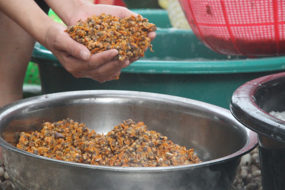 Được biết, loại sò lông ăn rất ngon, ngọt đậm đà, giá mỗi cân dao động từ 10.000 đến 15.000 đồng, khi được làm sạch, lấy ruột bán có thể được giá 30.000-50.000/kg.