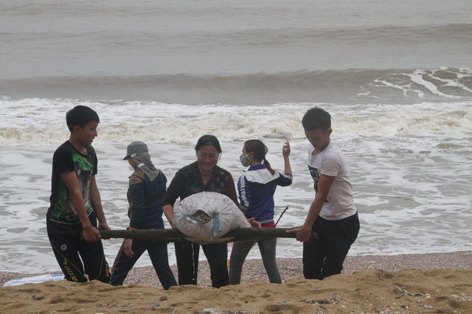 Những người phụ nữ nhanh tay vớt sò vào bao tải, còn những thanh niên trai tráng khiêng sò vào bờ đưa đến nơi chế biến. Mọi công việc diễn ra khá nhanh vì kéo dài sò sẽ chết và các cơ sở chế biến không thu mua.