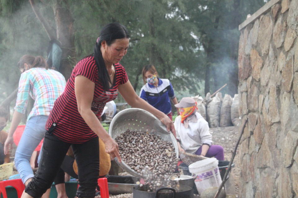 Trung bình cứ 4kg sò nguyên vỏ sẽ tách được 1kg ruột