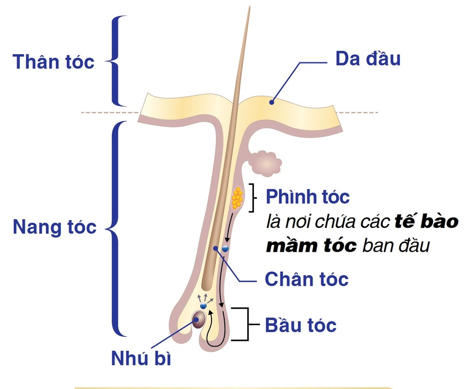 Phát hiện mới về “hạt mầm” quyết định vòng đời sợi tóc - 1 Tế bào mầm tóc giữ vai trò quyết định trong quá trình mọc tóc