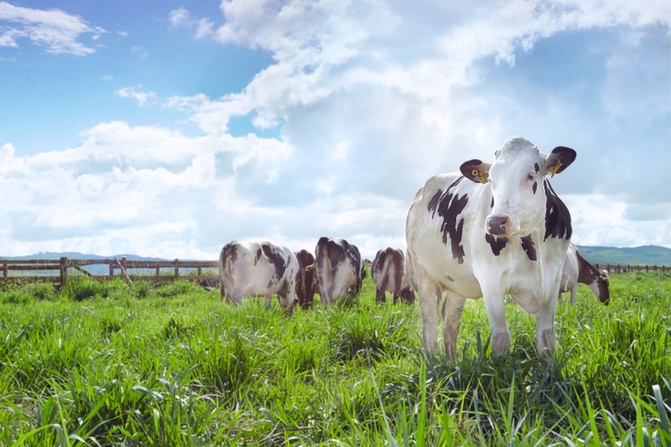 Trang trại bò sữa đầu tiên của Việt Nam đạt Trang trại Organic Chuẩn Châu Âu - 2