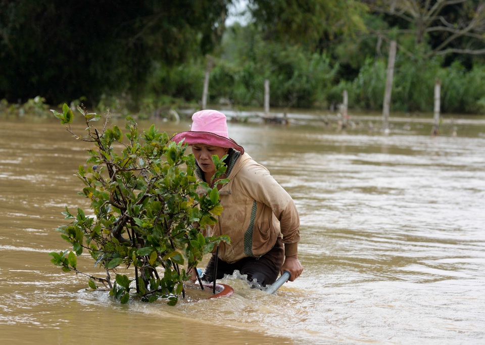 Sau cơn lũ, nước vẫn còn dâng cao khiến các hộ trồng mai ở xã Nhơn Phong, TX. An Nhơn, Bình Định gặp khó khăn vì nước nhấn chìm hầu hết vườn mai.