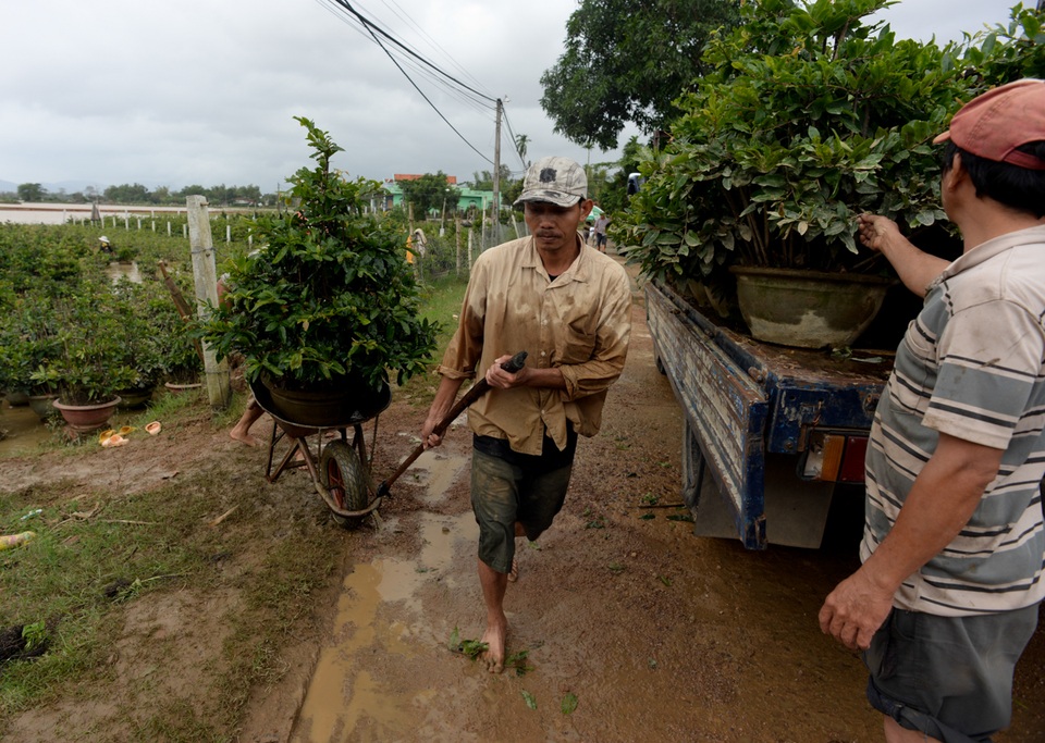 Những hộ không có điều kiện thì chỉ kéo các cây mai lên vùng cao hơn.
