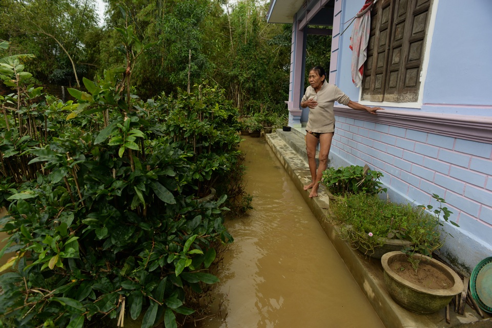 Bà Phan Thị Bức (70 tuổi) đứng nhìn bất lực hàng nghìn gốc mai đang chết dần do ngấm nước.