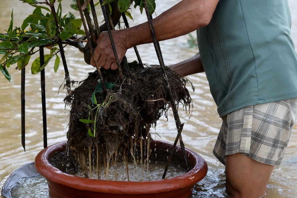 Những gốc mai chờ bán tết bị ngâm nước lâu ngày, rơi ra khỏi chậu. Nhiều người dân tiếc của cố vớt vát số mai còn lại.