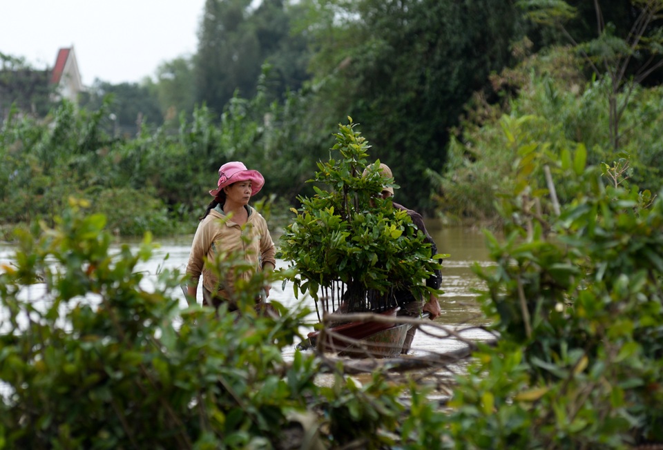 Hộ bà Lê Thị Tám (xã Nhơn Phong, TX. An Nhơn) có hơn 2 nghìn gốc mai nhưng đã bị nước lũ nhấn chìm hết.