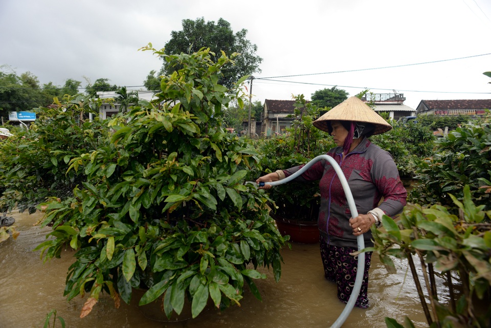 Nhiều hộ dân tìm đủ mọi cách để cứu vãn những cây mai là nguồn lợi kinh tế duy nhất của gia đình.