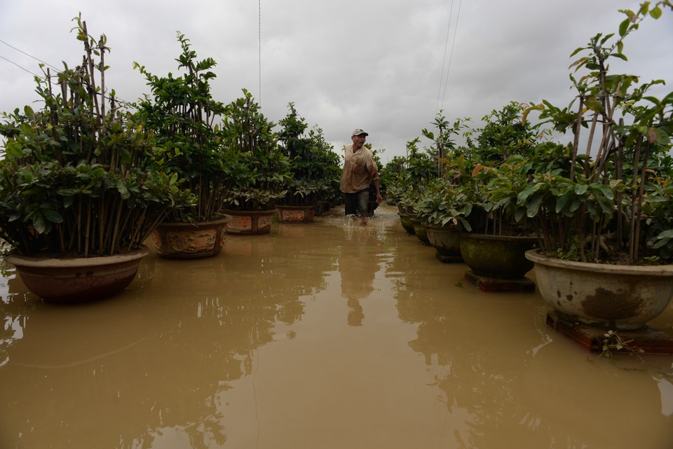 Ông Nguyễn Văn Tèo (60 tuổi) đã có 15 năm gắn bó với nghề trồng mai cho biết: “Gia đình tôi trồng hơn 6 nghìn gốc mai, mỗi năm trừ chi phí cũng kiếm được vài trăm triệu. Năm nay lũ dồn liên tiếp, người còn phải chịu ngập huống gì cây mai, xem như năm nay không có tết rồi”.