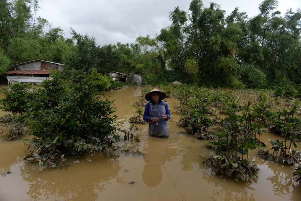 Ông Đinh Ngọc Chắng (70 tuổi, ngụ thôn Kim Tài, xã Nhơn Phong, TX. An Nhơn) vừa vớt mai vừa than thở: “Các gốc mai đều đã được khách đặt hàng vào dịp tết, giờ bị ngấm nước đen hết nụ không biết khách còn chấp nhận lấy hàng không?”.