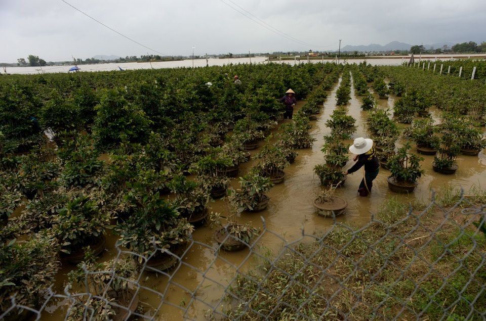 Những vườn mai của các hộ dân trong khu này đều chịu chung cảnh ngập nước.