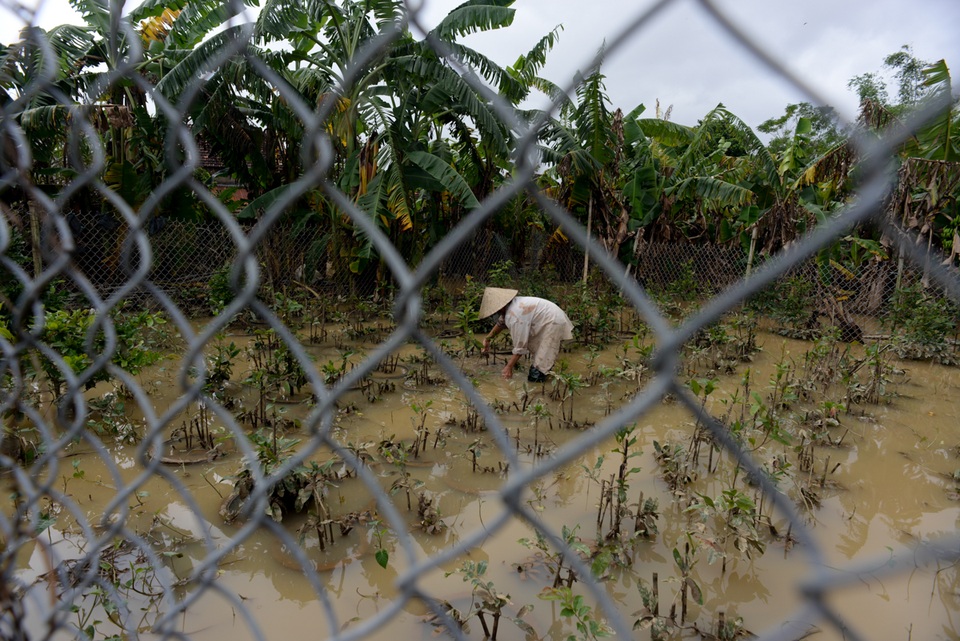 Bà Võ Thị Hạnh (62 tuổi) đang vớt lại những gốc mai ngâm nước cả tuần nay.