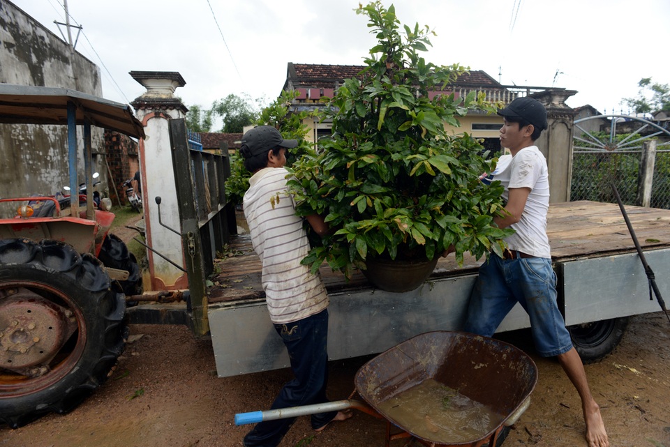 Nhiều hộ gia đình thuê người vận chuyển mai đi nơi khác.