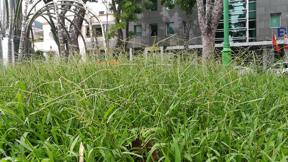 Hà Nội: Người dân ước gì có thể chăn trâu trên phố - 12 Một số công viên, vườn hoa trong trung tâm Hà Nội, cỏ mọc lâu ngày không được cắt tỉa đã trổ bông.