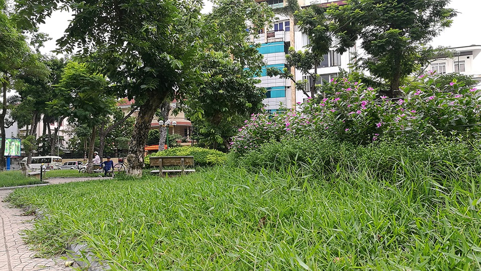 Hà Nội: Người dân ước gì có thể chăn trâu trên phố - 14
Công viên xung quanh hồ Thuyền Quang cỏ mọc xanh um tùm.