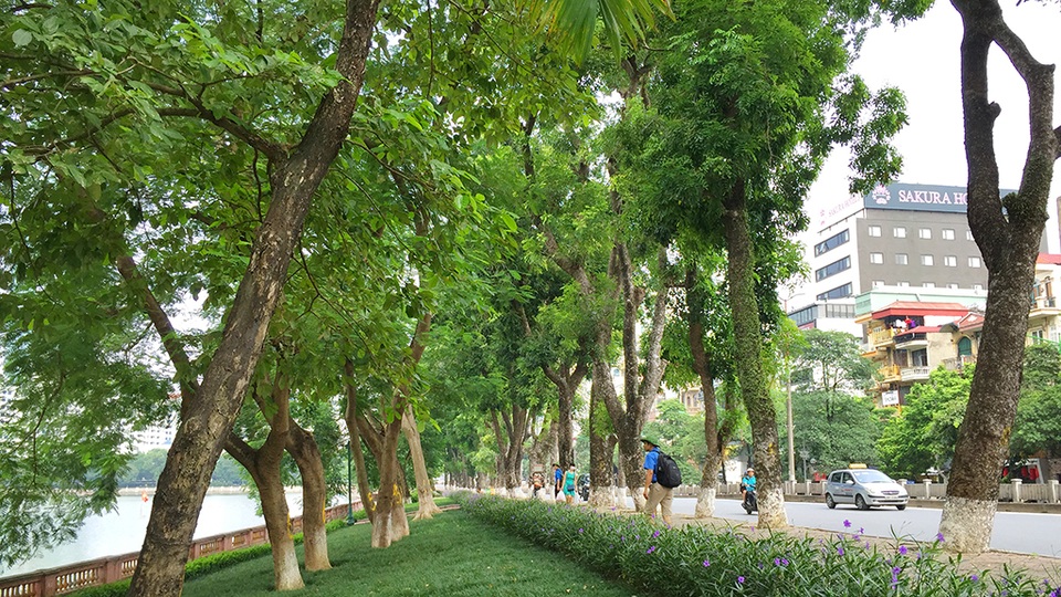 
Đoạn đường tiến hành xử lý cây xanh từ đền Voi Phục đến đối diện ngõ 575 phố Kim Mã.
