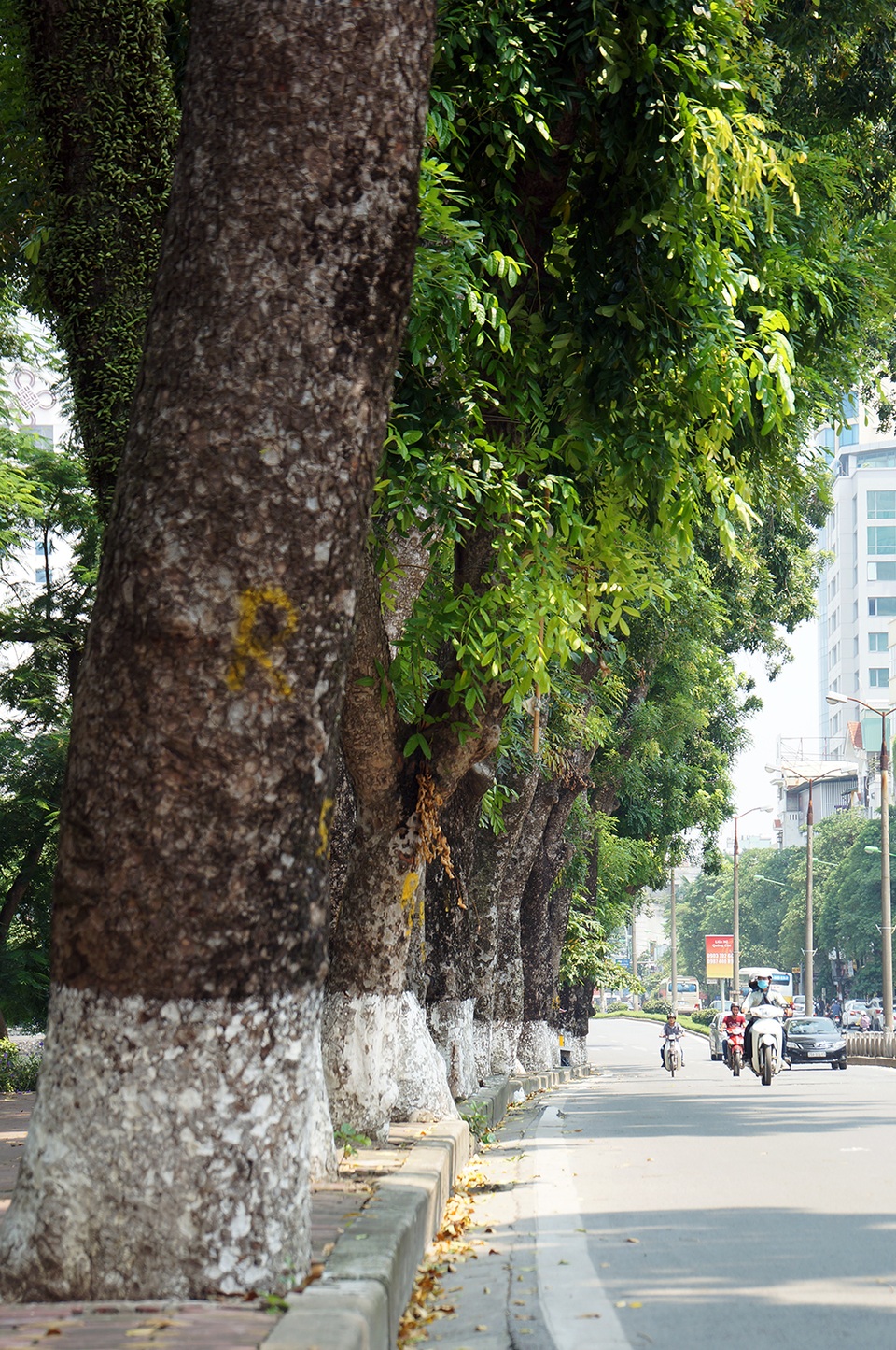 
Nhiều cây đại thụ ở đoạn đường này rất lớn, có cây có đường kính lên đến hơn 100cm.

Dự kiến, trong vòng khoảng 3 tháng, toàn bộ số cây trên đường Kim Mã sẽ được dịch chuyển về vườn ươm. Riêng cây đa trước cửa đền Voi Phục sẽ không bị di chuyển mà chỉ cắt tỉa cành cho gọn sao cho thuận lợi cho việc thi công xây dựng tuyến đường sắt.
