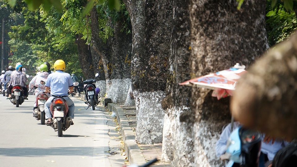 
Ông Lê Huy Hoàng - Phó Trưởng ban quản lý Đường sắt đô thị Hà Nội cho biết, trong toàn bộ dự án thi công tuyến đường sắt số 3, đoạn Nhổn - ga Hà Nội, trên 500 cây xanh phải di chuyển, cắt sửa. Riêng từ đoạn đền Voi Phục đến đường Trần Hưng Đạo, phải di dời số lượng tới hơn 440 cây.
