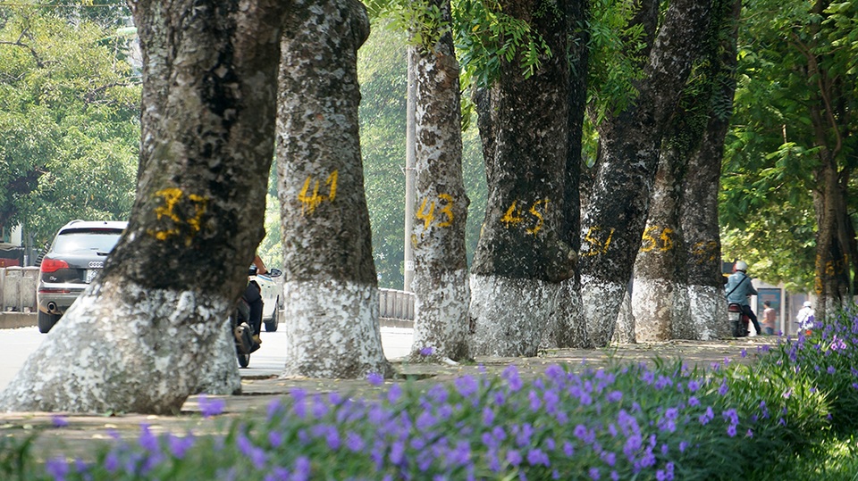 
Mỗi thân cây được đánh số mới để tiện cho việc phân loại và quản lý sau khi được di dời khỏi nơi này.
