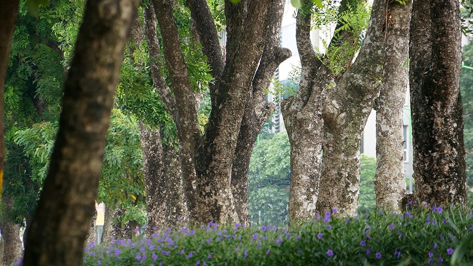 
Đoạn đường có tới 109 cây xanh, trong đó có 24 cây đại thụ có kích thước lớn sẽ được cắt tỉa rồi đánh gốc để chuyển đến một vườn ươm chăm sóc.
