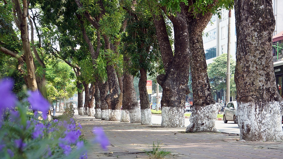 
Theo kế hoạch, các cây được cắt tỉa và dịch chuyển sẽ được đưa về vườn ươm ở huyện Văn Giang, Hưng Yên.
