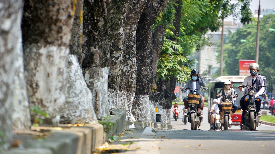 
Nếu việc thí điểm mang lại hiệu quả thì UBND TP Hà Nội sẽ ưu tiên sử dụng biện pháp dịch chuyển cây xanh thay cho việc chặt hạ ở những điểm tương tự.
