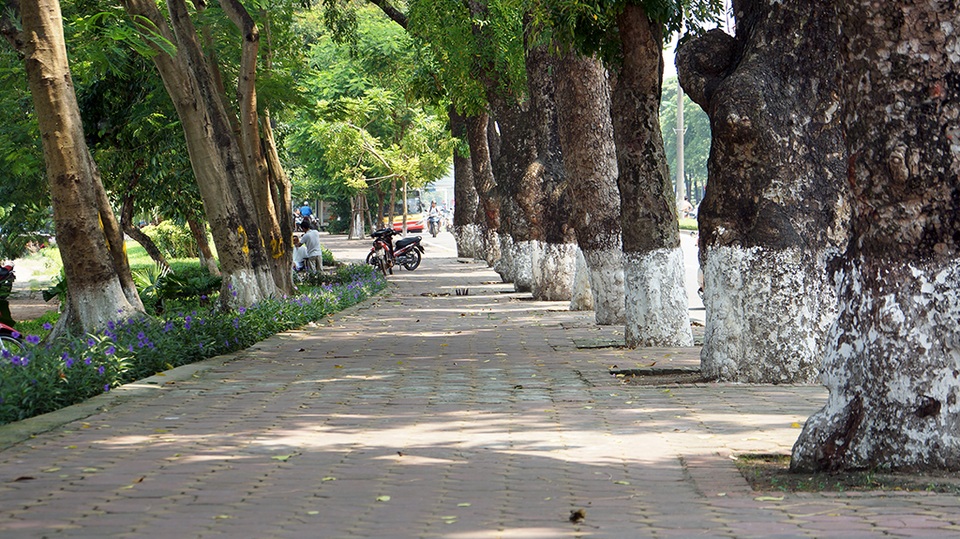 
Bắt đầu từ ngày 19/9, việc cưa cắt cành và dịch chuyển hàng cây này sẽ được triển khai khẩn trương với lượng máy móc thiết bị và con người đông hơn.
