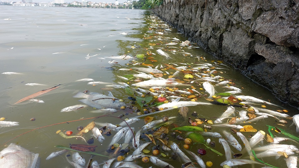 Có thể do gió không thổi mạnh về hướng này nên lượng cá chết có phần ít hơn.