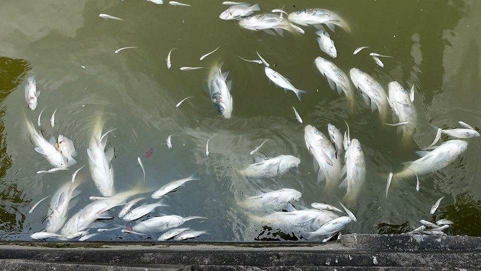 
Song, rất nhiều cá lớn cũng bị đưa dạt về đây. Càng gần trưa mùi cá chết càng nặng, nắng to và thời tiết oi bức nên chả khách nào dám ngồi ở đây hóng gió nghỉ ngơi nữa, chị Nguyễn Thị Khang bán hàng nước ở công viên trên đường Thanh Niên cho biết.
