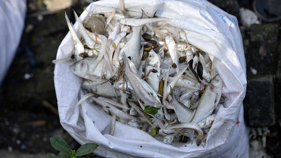 Cá chết được đóng vào bao tải trước khi chuyển đi xử lý.