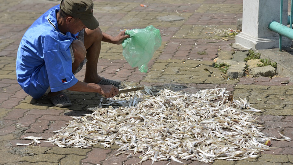 
Một người dân sống ở khu vực phố Trích Sài tranh thủ vớt cá từ sáng sớm phơi khô để cho lợn ăn. Chú chỉ mất mấy phút là có đống cá này, chết nhiều quá vớt không xuể. Mà chả biết cho lợn gà ăn có ảnh hưởng gì không, ông vừa đảo mẻ cá vừa nói chuyện với phóng viên.
