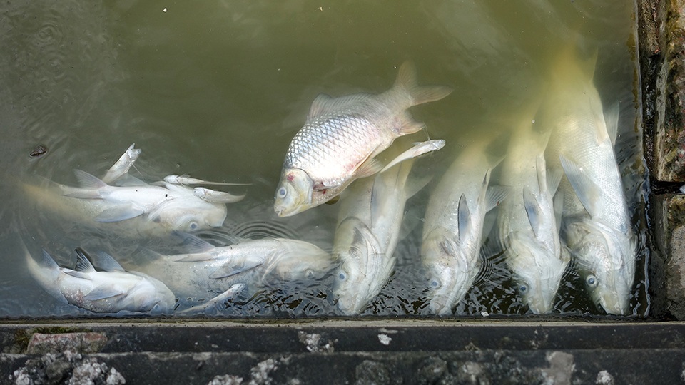 
Những con cá trọng lượng cả kilogam cũng chết, nổi trắng bụng
