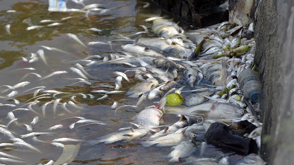 
Rất nhiều cá chết được sóng đánh dạt vào bờ bắt đầu bốc mùi hôi thối
