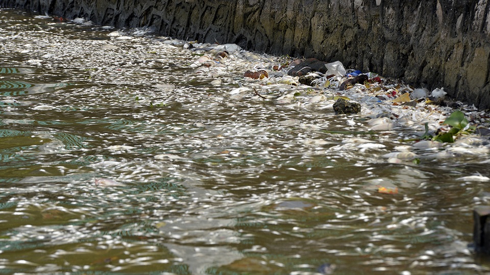 Khu vực ven hồ thuộc đoạn đường Nguyễn Đình Thi, Trích Sài có số lượng cá chết dạt vào bờ lớn nhất.