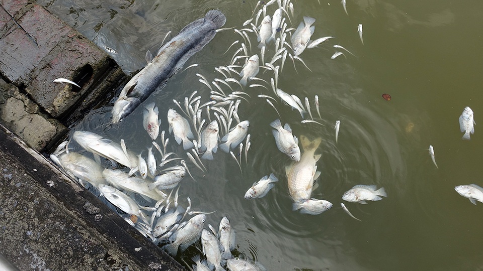 
Loài cá trê được coi là sống dai, sống khỏe cũng chung cảnh ngộ với nhiều loài cá khác.
